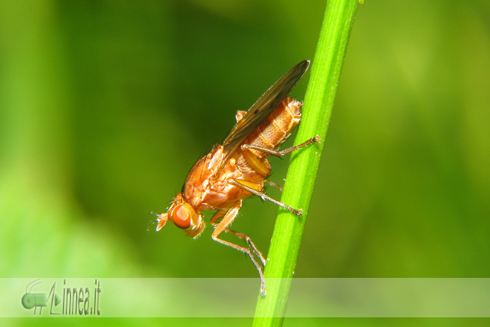 Tetanocera sp. (Sciomyzidae)